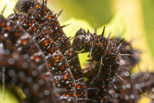 Collection of images with different types of biotic damage: from defoliation by carterpillars snails beetles fruit consumption by grasshoppers to deep holes made by borers in fig tree wood