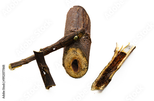 Collection of images with different types of biotic damage: from defoliation by carterpillars snails beetles fruit consumption by grasshoppers to deep holes made by borers in fig tree wood
