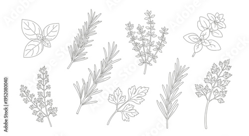 Set of various culinary herbs line art illustrations. Vector outline drawings of fresh basil, rosemary, thyme, oregano, and parsley sprigs for cooking and kitchen design.