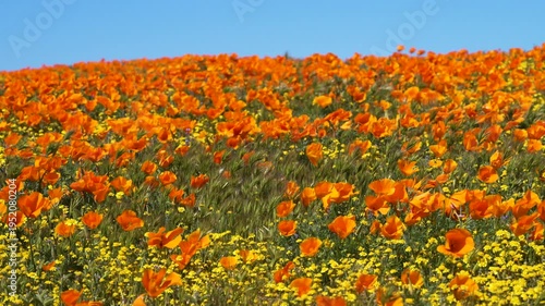 Wallpaper Mural Slow motion shot of wildflower super bloom at Antelope Valley in Lancaster, California, USA Torontodigital.ca