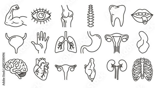 Collection of line-drawn anatomical illustrations showcasing human organs and body parts.