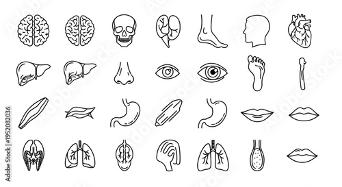 Minimalist line icons set depicting various human anatomy parts and organs for reference.