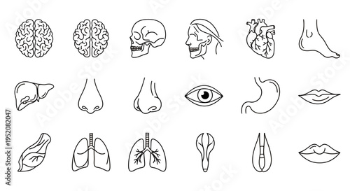 Collection of simple line drawings illustrating various human anatomy parts and facial features for educational purposes.