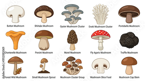 A comprehensive visual guide showcasing a diverse collection of edible and poisonous mushrooms, illustrating their unique shapes, colors, and textures.