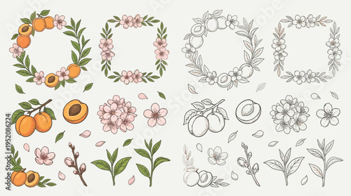 Collection of hand-drawn apricot and cherry blossom illustrations, including wreaths, branches, and individual elements, presented in both color and outline styles.