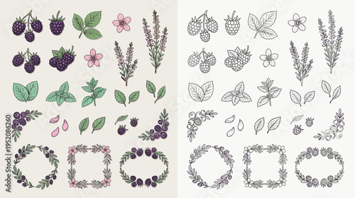 Collection of hand-drawn botanical illustrations featuring blackberries, mint leaves, and floral elements in both color and outline styles, including decorative frames and corner accents.