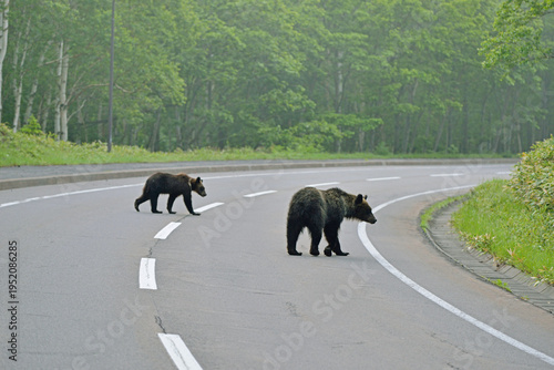 道路を横断するヒグマ（北海道・知床）
