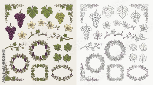Collection of decorative elements featuring grapevines, leaves, grapes, and floral motifs in both color and outline styles.