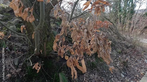 Dry curled leaves on tree branch moving in wind in forest