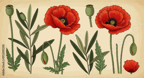 Vintage Botanical Illustration of Red Poppy Flowers, Buds, and Seed Pods on Antique Parchment Background