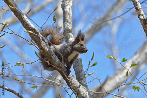 木に登ったエゾリス（北海道・釧路市）
