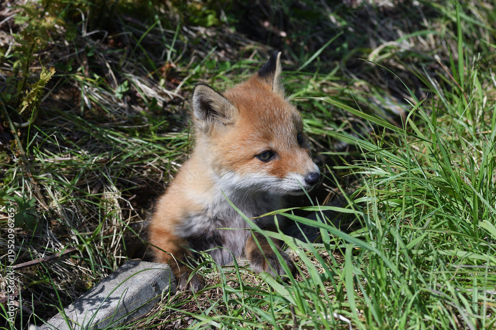 Fototapeta premium 巣から出てきたキタキツネの幼獣（北海道・鶴居村） 