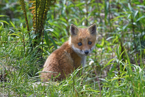 キタキツネの幼獣（北海道・鶴居村）
