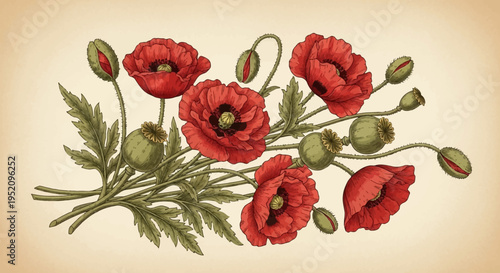 Vintage Botanical Illustration of Red Poppies with Buds and Seed Pods on Aged Paper Background