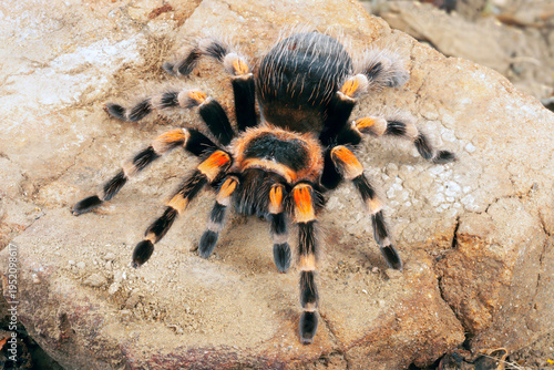 Mexican Red Knee Tarantula (Brachypelma Smithi).