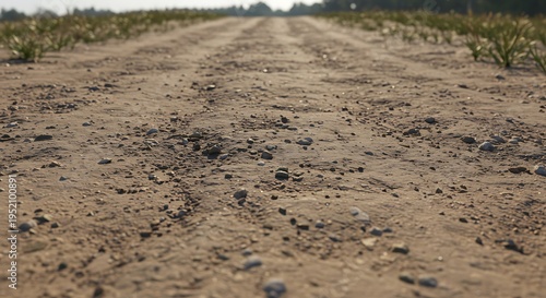 Sun-baked Path: A Journey's Texture
