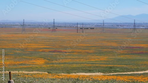 Wallpaper Mural Slow motion shot of wildflower super bloom at Antelope Valley in Lancaster, California, USA Torontodigital.ca