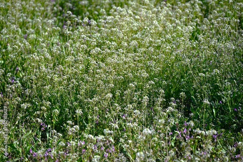 Shepherd's purse flowers. This plant bears white flowers and triangular fruits in spring, often found along roadsides. The young leaves are edible.