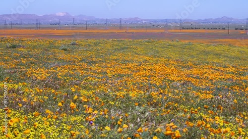 Wallpaper Mural Slow motion shot of wildflower super bloom at Antelope Valley in Lancaster, California, USA Torontodigital.ca