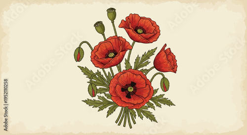 Vintage Red Poppy Botanical Illustration, Hand Drawn Flower Bouquet on Aged Parchment Background