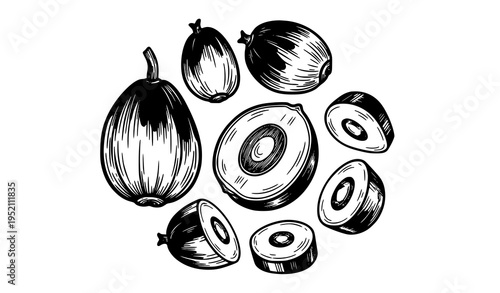 Two sugar palm trees vector illustration isolated on white background tropical nature design