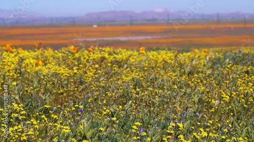 Wallpaper Mural Slow motion shot of wildflower super bloom at Antelope Valley in Lancaster, California, USA Torontodigital.ca