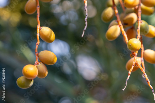 Ripe yellow dates hanging on thin orange palm stems, close up fruit cluster with soft green background bokeh, natural tropical harvest detail outdoors in warm sunlight with shallow depth of field