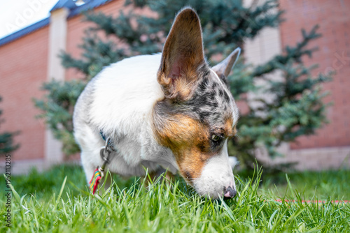 Blue merle corgi dog sniffing green grass in a yard with an evergreen tree and brick wall softly blurred behind, low angle view showing curious pet behavior and springtime outdoor light