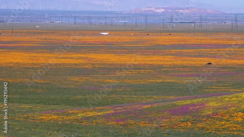 Wallpaper Mural Slow motion shot of wildflower super bloom at Antelope Valley in Lancaster, California, USA Torontodigital.ca
