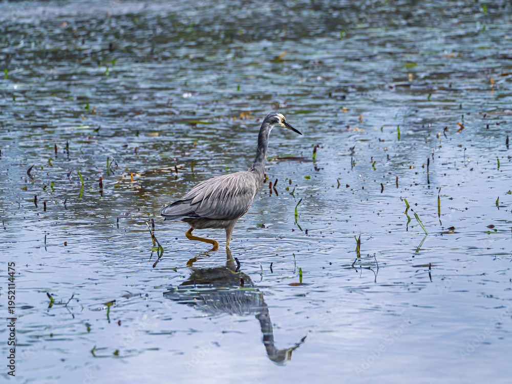 Fototapeta premium White Faced Grey Heron Hunting Along