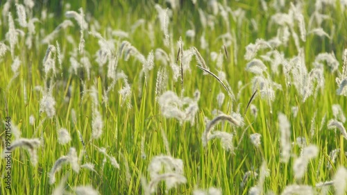 Sunlit Green Grass Field with Soft White Flowers in Bloom