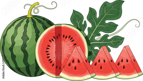 Fresh watermelon fruit slices with leaves juicy summer food vector illustration