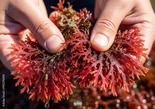 Person holding fresh red seaweed algae for marine biology and food research