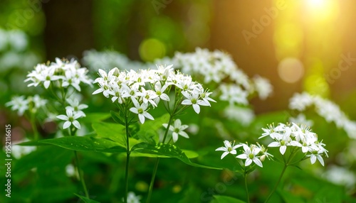 Close-up of delicate white flowers blooming in a sunlit forest clearing, featuring lush green foliage