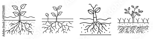 Line Art Depiction of Plant Growth Stages from Seedling to Mature Plant