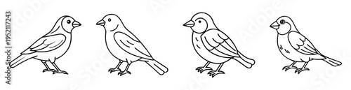 Four outlined bird drawings representing different species in a row