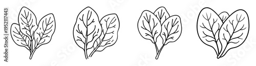 Stylized spinach leaves in line art style on a white background