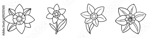 Botanical line art illustration showcasing a variety of daffodil flower arrangements