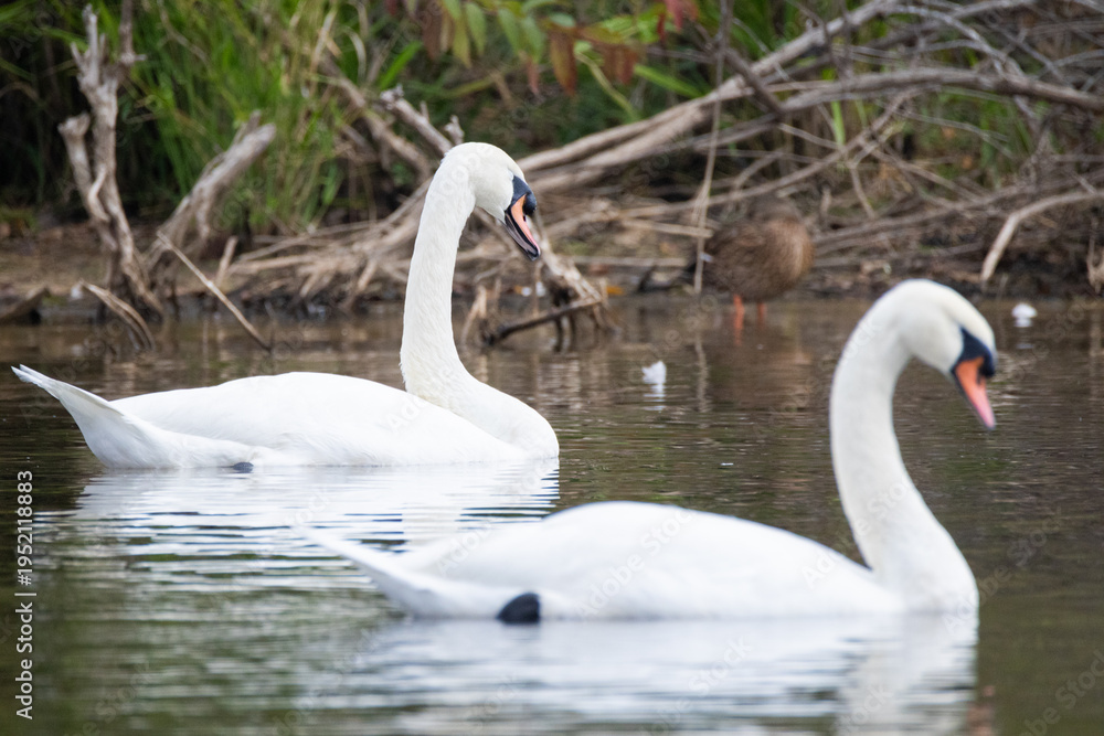 Obraz premium Swans floating on lake