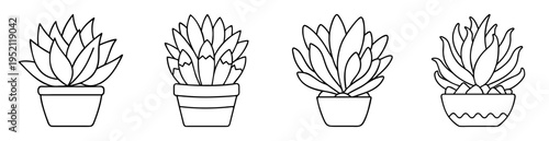 Four different succulents in pots, outlines, monochrome black and white