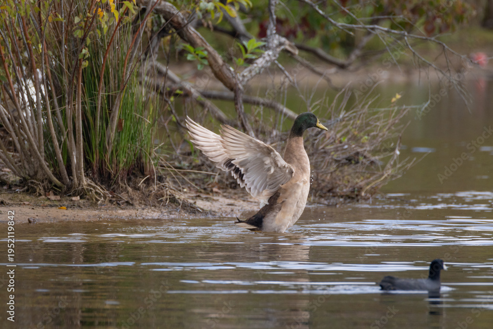 Fototapeta premium Mallard flopping its wings