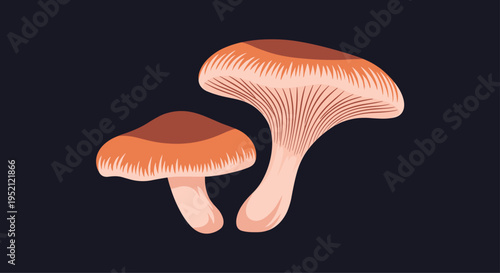 Elegant illustration of two light pink oyster mushrooms growing together with delicate gills and a smooth texture against a dark background.