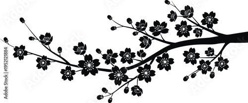 Cherry blossom branch silhouette with blooming flowers and buds, elegant sakura floral design, nature spring botanical vector illustration