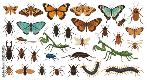 Extensive collection of insect illustrations features a variety of butterflies and beetles for nature study and scientific research.