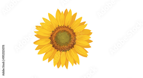 Large vibrant yellow sunflower in full bloom isolated on a white background with detailed petals and seeds.