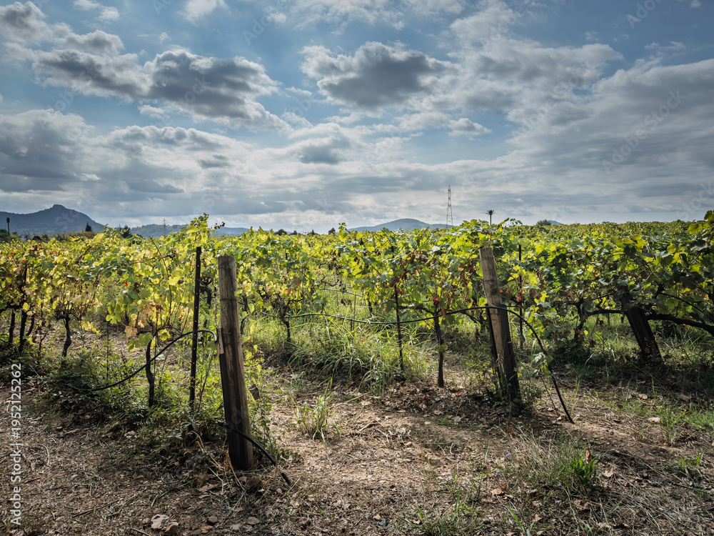 Ταπετσαρία Close view of a Cotes de Provence vineyard in La Crau, France, with grapevines, posts and dramatic clouds over the wine-growing landscape associated with rose production in Provence