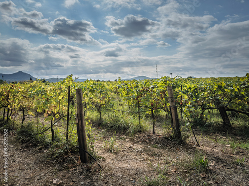 Fotografi Close view of a Cotes de Provence vineyard in La Crau, France, with grapevines, posts and dramatic clouds over the wine-growing landscape associated with rose production in Provence