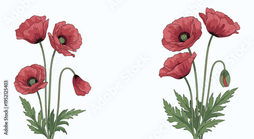 Two groups of vibrant red poppy flowers with green stems and leaves shown in a detailed botanical illustration.