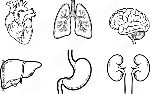 Set of human internal organs line art icons including heart, lungs, brain, liver, stomach, and kidneys for medical education and healthcare design projects