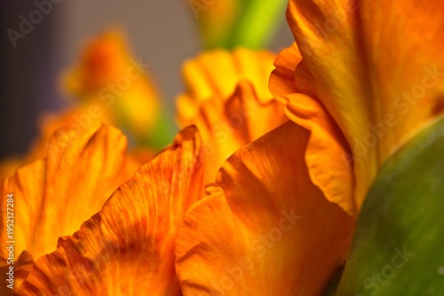 Fotografie Closeup of an orange Gladiola flower.